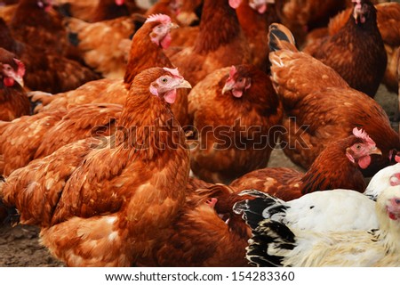 Traditional free range poultry farming