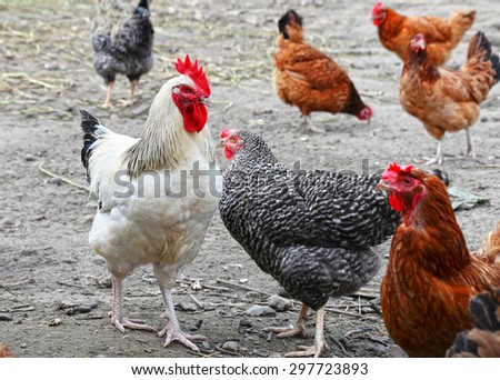 Chickens on traditional free range poultry farm.