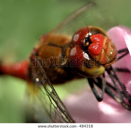 Here is a dragon fly on a flower.