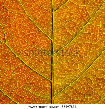 Leaf structure closeup