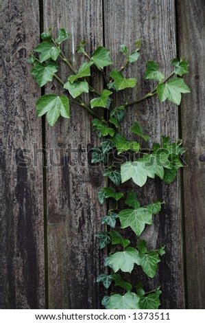 ivy on old fence