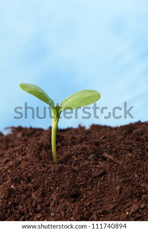 plant in soil growing sky as background