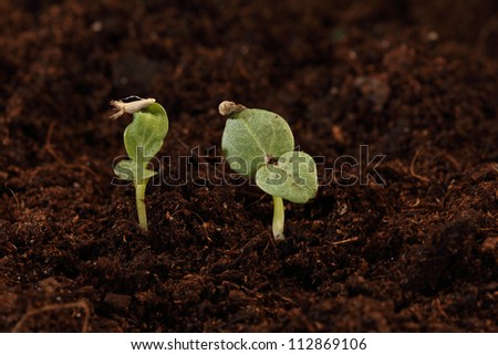 two plants seedling with the seed on the leaf in soil