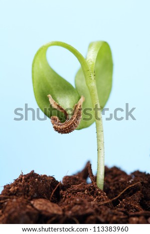 sprout of a plant seedling - seed on leafs - isolated on light blue