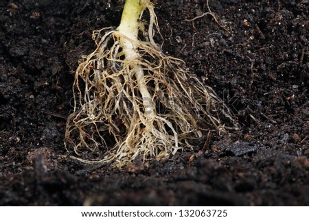 small plant root in soil