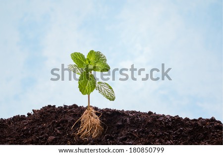 mint plant in soil with visible root isolated on blue