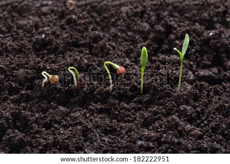 cilantro (parsley)  plant germination in different stages on land