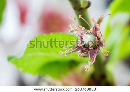 Early stage of almonds growing on a almon tree branch isolated on black- almond flowers as background