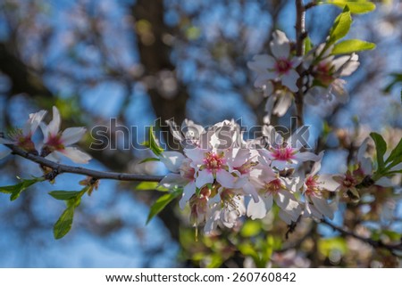 Portugal, Algarve (Europe) - Almond flower blossom in spring, shallow DOF (Detail of a tree branch)