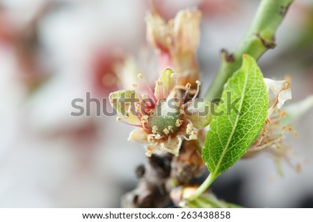 Early stage of almonds growing on a almond tree branch- almond flowers as background