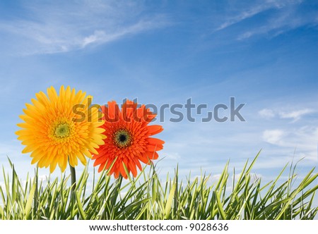 flowers isolated against a blue sky