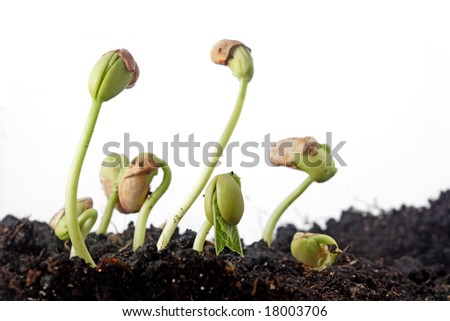 germination of seeds. seeds germination isolated