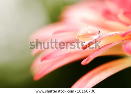 macro of a flower with water drop