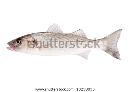 Fish Similar  Bass on Luscious Green Kelp Forest Sea Bass Fish Find Similar Images