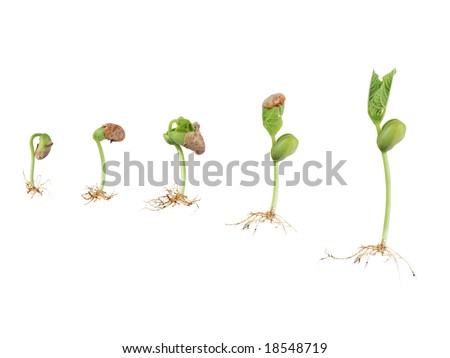 germination of seed. seed germination isolated