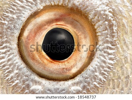 macro of a fish eye