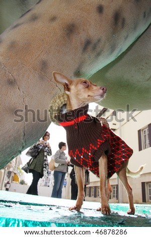 LOULE, PORTUGAL - FEB 16: a small dog in costume in Carnival Loule Parade Feb 16, 2010 in Loule, Portugal.