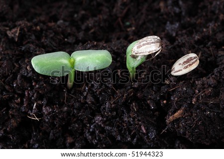 germination of seed. sunflower seed germination