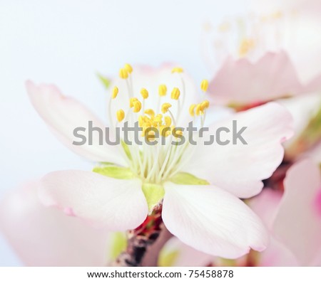 macro of a flowering almond tree flower . shallow DOF