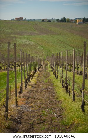 A row of wine vineyard vines growing in Italy