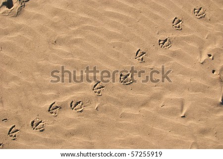 Pigeon Footprints in Sand