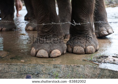 The feet of an Asian elephants