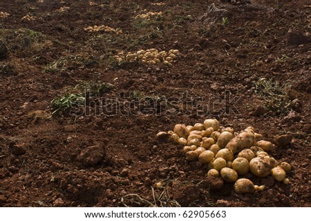 Harvesting potatoes - a picture of a farm soil with a pile of potatoes in one corner by keeping the enough Copy-Space.