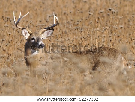 A mature whitetail deer looks out over a field of tall golden grass in the fall.