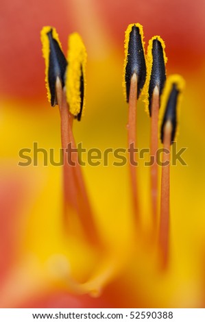 Hemerocallis fulva. A macro shot of an orange day-lily, looking almost like trees of an alien world.