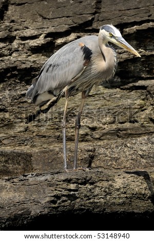 High resolution photo of an adult great blue heron, standing on a rocky ledge overlooking the water\'s edge.