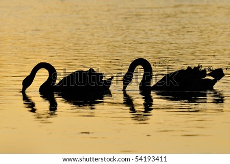 Two swans are silhouetted as they feed in water made golden by the setting sun.