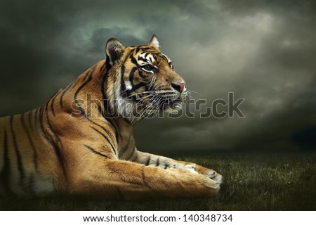 Tiger Looking And Sitting Under Dramatic Sky With Clouds