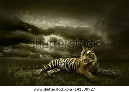 Tiger looking and sitting under dramatic sky with clouds