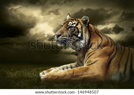 Tiger looking and sitting under dramatic sky with clouds