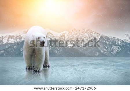 White polar bear on the ice