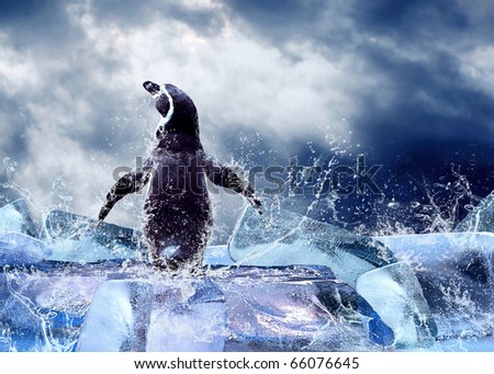 Penguin on the Ice in water drops.