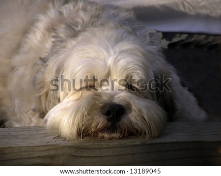 Lhasa Apso mixed breed dog sleeping outside at dusk.