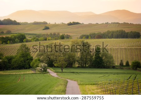 Path in vineyards in Pfalz at sunset, Germany