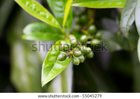 Schipkaensis Cherry Laurel