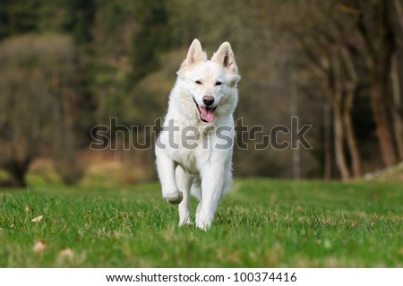 White Swiss Shepherd dog runs over the meadow