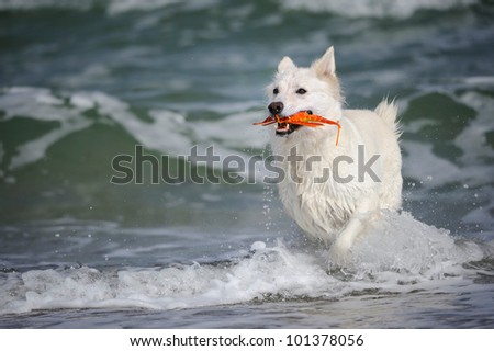 White Swiss Shepherd runs with crabs in ocean in the holiday