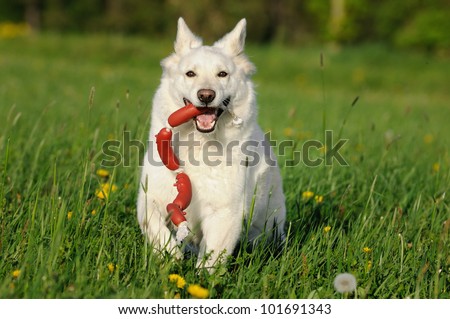 White Swiss Shepherd runs with hot-dog over the meadow