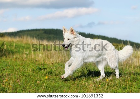 White Swiss Shepherd runs over the meadow