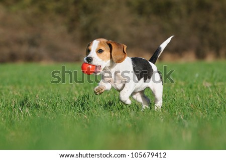 Cute Beagle Puppy 3 Months Running Happy Over The Meadow With A Red Ball