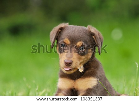 cute terrier hybrid puppie dog 8 weeks with bone