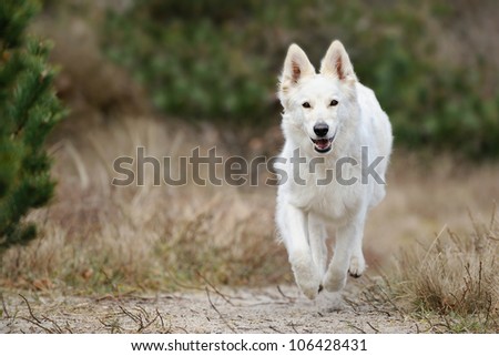 White Swiss Shepherd runs in the forest on the ocean