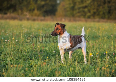young Fox Terrier in the meadow with high paw