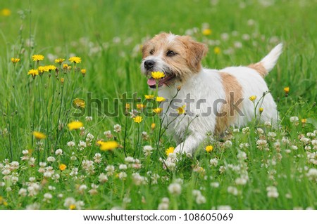 Jack Russel Terrier Dog puppy 6 months happy in the meadow