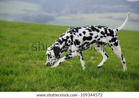 Dalmatian Dog sniffing