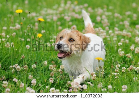 Jack Russel Terrier Dog puppy 6 months in the meadow